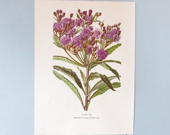 Fleur sauvage Ironweed ou Hawkweed Botanical Art Print / Wildflower Color Book Plate 209 LithographIe Art mural à cadrer / 7 3/4 X 10 3/8 »