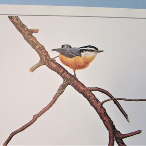 May include: A red-breasted nuthatch perched on a branch against a white background. The bird has a blue-grey back, a white belly, and a black eye stripe.