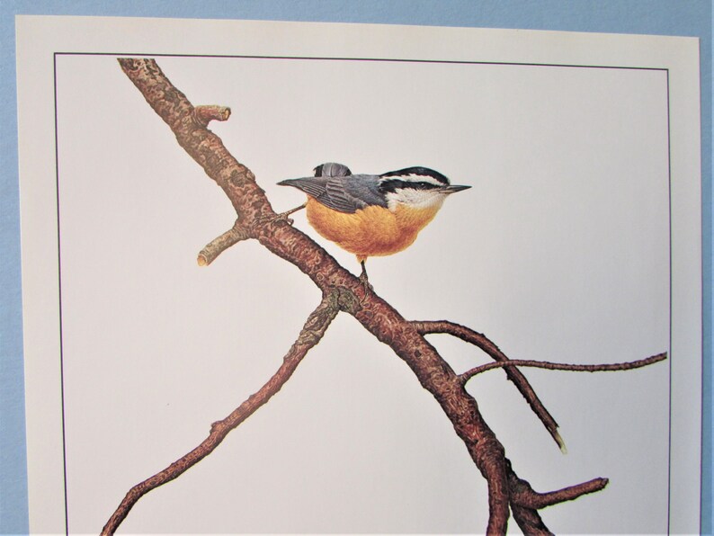 May include: A red-breasted nuthatch perched on a branch against a white background. The bird has a blue-grey back, a white belly, and a black eye stripe.
