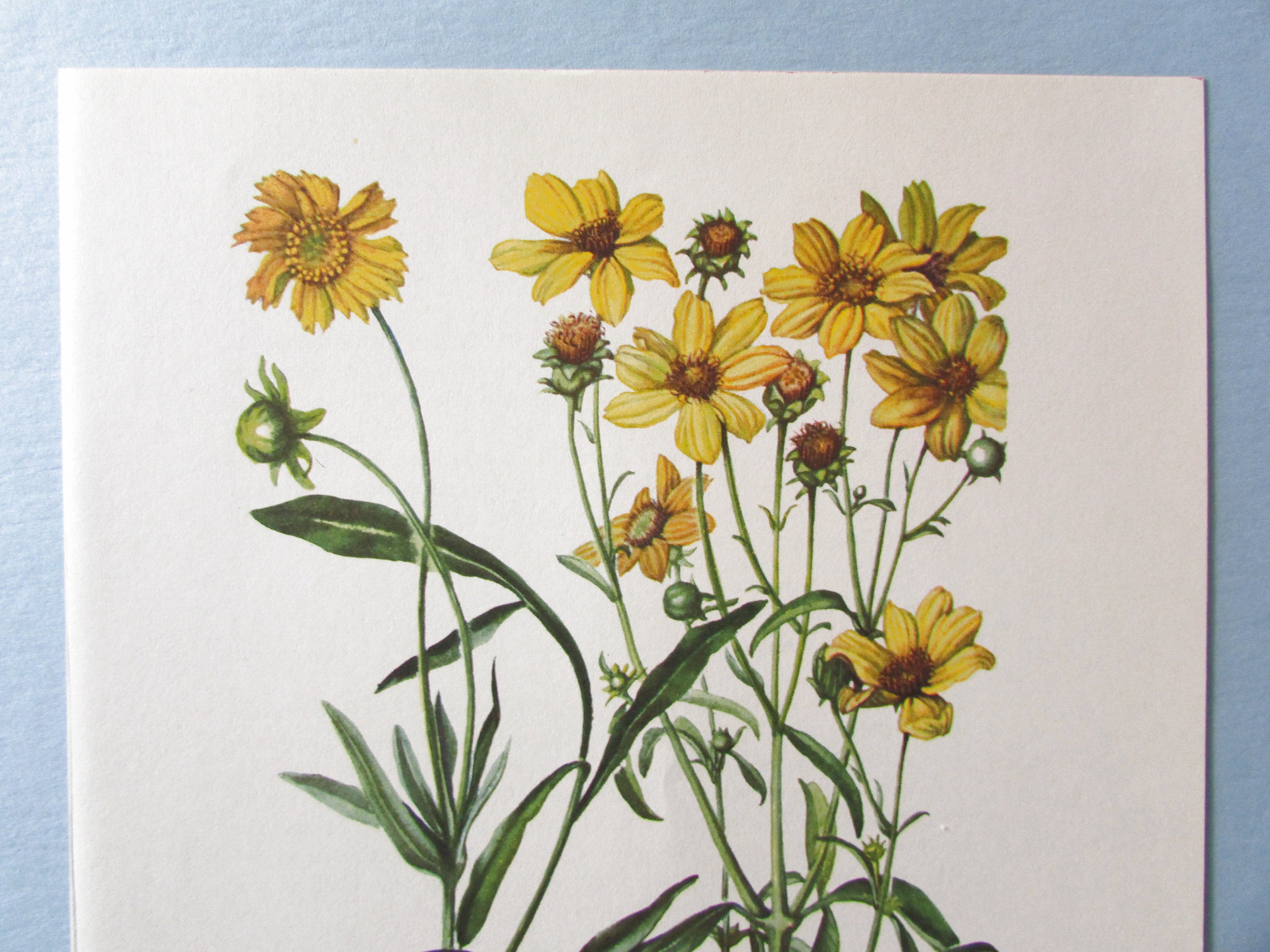 Wild Flower Tall Tickseed Coreopsis Botanical Art Print/ Vintage