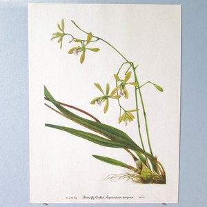 Wild flower Butterfly Orchid Botanical Art Print/ Vintage Wildflower, Orchid Book Plate 89 Lithograph Wall Art for framing/ 8" X 11"