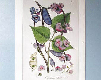 Lablab, Hyacinth Bean Botanical Art Print/ 1800's Indian Wild Flower Book Plate Illustration Wall Art, James Sowerby/ 9 3/4 X 14"