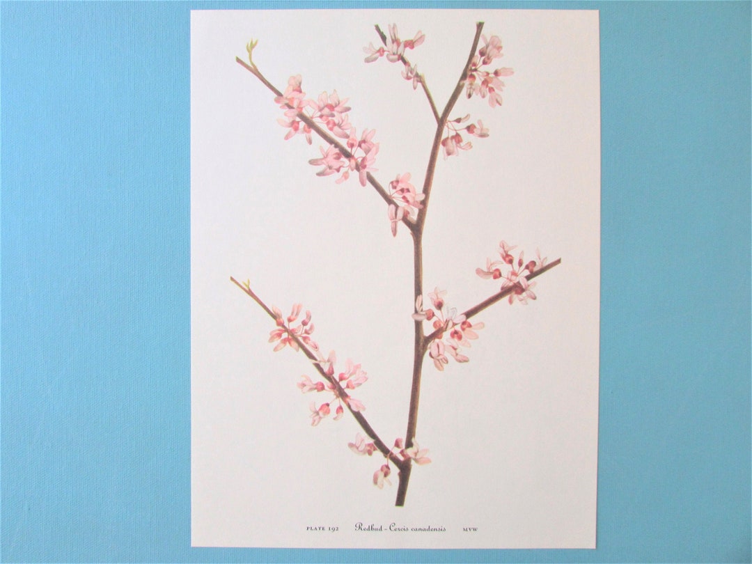 Wild Flower Eastern Redbud Botanical Print Color Plate/ Vintage ...