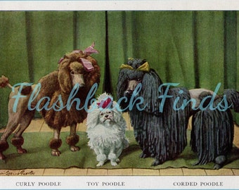 Corded, Curly & Toy Poodle Dog Art Print/ Antique dog, small Book Plate, Wall Art by Louis Agassiz Fuertes for framing/ 4 1/4" X 6"