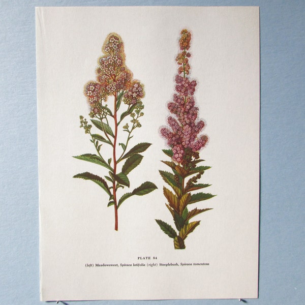 Wild flower Meadowsweet Botanical Art Print/ Vintage Steeplebush Wildflower Book Plate 84 Lithograph Wall Art to frame/ 7 3/4 X 10 3/8"