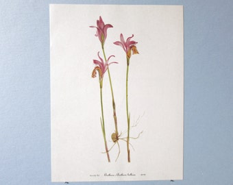 Wild flower Arethusa Orchid Botanical Art Print/ Vintage Wildflower, Grass Pink Book Plate 82 Lithograph Wall Art for framing/ 8" X 11"