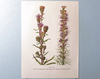 Wild flower Prairie Blazing Star Botanical Art Print/ Wildflower Color Book Plate 227 Lithograph Wall Art to frame/ 7 3/4 X 10 3/8"