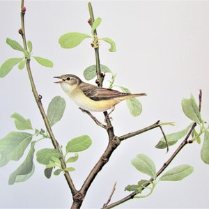 Warbling Vireo Bird Art Print, Book Plate/ 1970&#39;s Large Forest Bird Book Page Color Plate by Lansdowne for framing/ 9 1/2 X 13&quot;