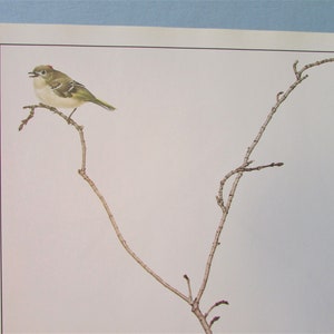May include: A small, green and yellow bird with a red crown perched on a bare branch. The bird is singing with its mouth open. The branch is brown and has several small twigs.