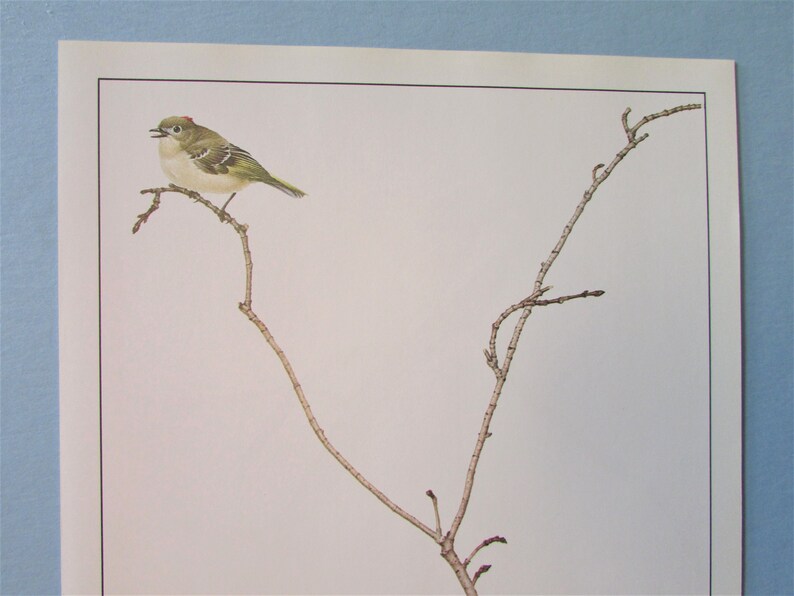 May include: A small, green and yellow bird with a red crown perched on a bare branch. The bird is singing with its mouth open. The branch is brown and has several small twigs.