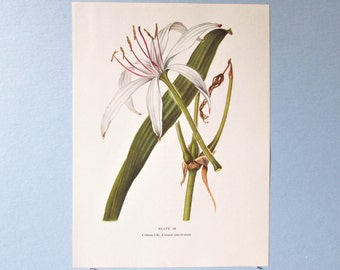 Wild flower Crinum Lily Botanical Art Print/ Vintage Wildflower Swamp Lily Book Plate 30 Lithograph Wall Art for framing/ 7 3/4 X 10 3/8"