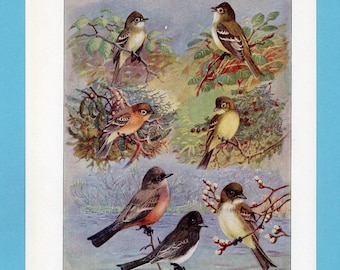 Può includere: Un'illustrazione vintage con sei diverse specie di uccelli appollaiati sui rami. Gli uccelli mostrano una varietà di colori, tra cui marrone, giallo e nero, sullo sfondo di un fogliame e di un cielo azzurro chiaro.