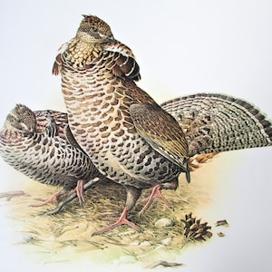 Ruffed Grouse Bird Art Print, Book Plate/ 1960's Game Bird Book Page Color Plate by Lansdowne for framing/ 9 1/2" X 13"