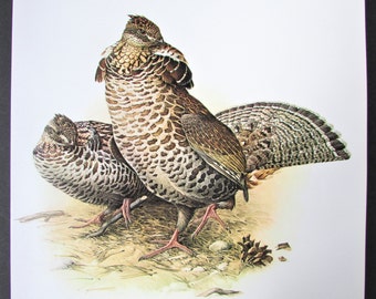Peut inclure: Une peinture de deux gélinottes huppées, l'une avec ses plumes de la queue déployées. Les oiseaux sont bruns et gris avec des marques noires. Ils se tiennent sur un lit de feuilles brunes et vertes.