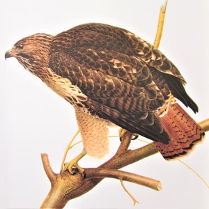 May include: A brown and white hawk with a red tail perched on a branch. The hawk is looking to the left of the image.
