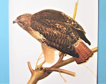 Red tailed Hawk Bird Art Print, Book Plate/ 1970's Large Bird of Prey Book Page Color Plate by Lansdowne for framing/ 10 1/8 X 14 1/4"