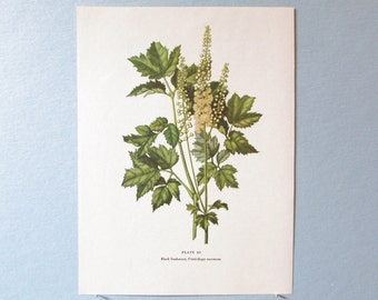 Wild flower Black Cohosh Botanical Art Print/ Wildflower Snakeroot Book Plate 63 Lithograph Wall Art to frame/ 7 3/4 X 10 3/8"