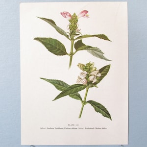 Wild flower White & Pink Turtlehead Botanical Art Print/ Wildflower Color Book Plate 181 Lithograph Wall Art to frame/ 7 3/4 X 10 3/8&quot;
