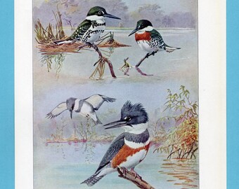 Può includere: Un'illustrazione vintage di martin pescatori in un ambiente di zone umide. L'opera presenta raffigurazioni dettagliate degli uccelli appollaiati sui rami e in volo, mostrando il loro piumaggio e habitat distintivi. La tavolozza dei colori comprende blu, verdi e marroni.