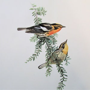 Blackburnian Warbler Bird Art Print, Book Plate/ 1960&#39;s Large Forest Bird Book Page Color Plate by Lansdowne for framing/ 9 1/2 X 13&quot;