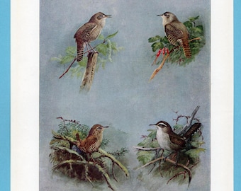 Può includere: Un'illustrazione vintage con quattro raffigurazioni dettagliate di piccoli uccelli appollaiati su rami. Gli uccelli mostrano varie sfumature di marrone, grigio e bianco, su uno sfondo blu tenue con fogliame verde. L'opera d'arte ha uno stile classico, dipinto a mano.