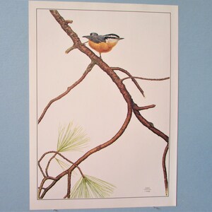 May include: A detailed illustration of a red-breasted nuthatch perched on a branch of a pine tree. The bird is facing right and has a blue head, a white throat, and a reddish-brown breast. The branches are brown and the pine needles are green.