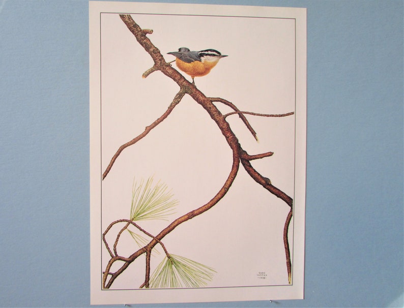 May include: A detailed illustration of a red-breasted nuthatch perched on a branch of a pine tree. The bird is facing right and has a blue head, a white throat, and a reddish-brown breast. The branches are brown and the pine needles are green.