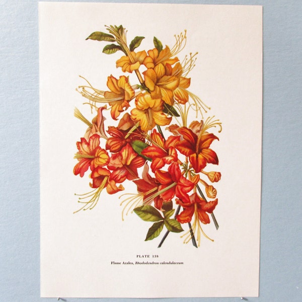 Wild flower Azalea Rhododendron Botanical Art Print/ Wildflower Flame Azalea Book Plate 138 Lithograph Wall Art to frame/ 7 3/4 X 10 3/8"
