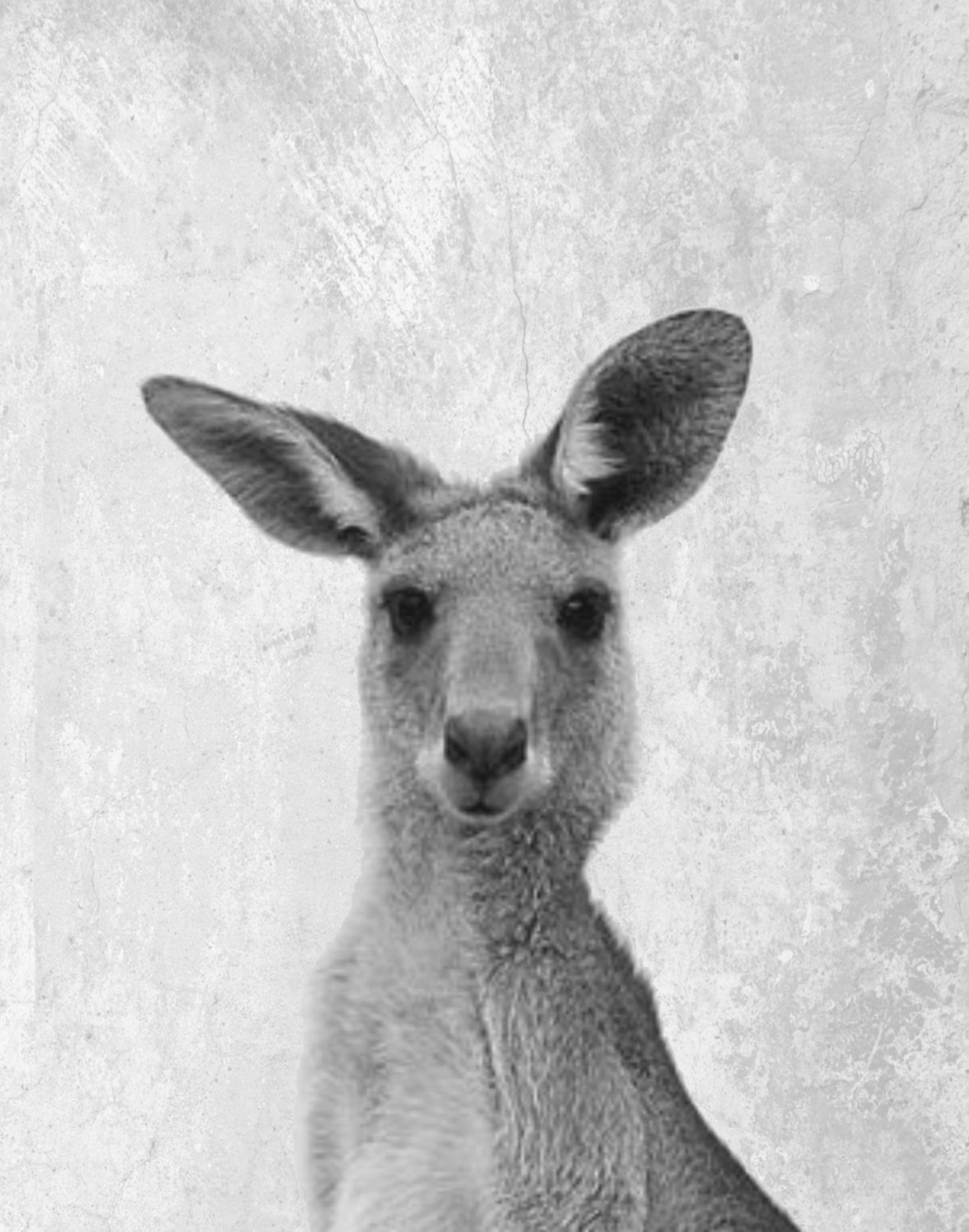 Kangaroo Print Kangaroo Wall Art Modern animal Print Etsy