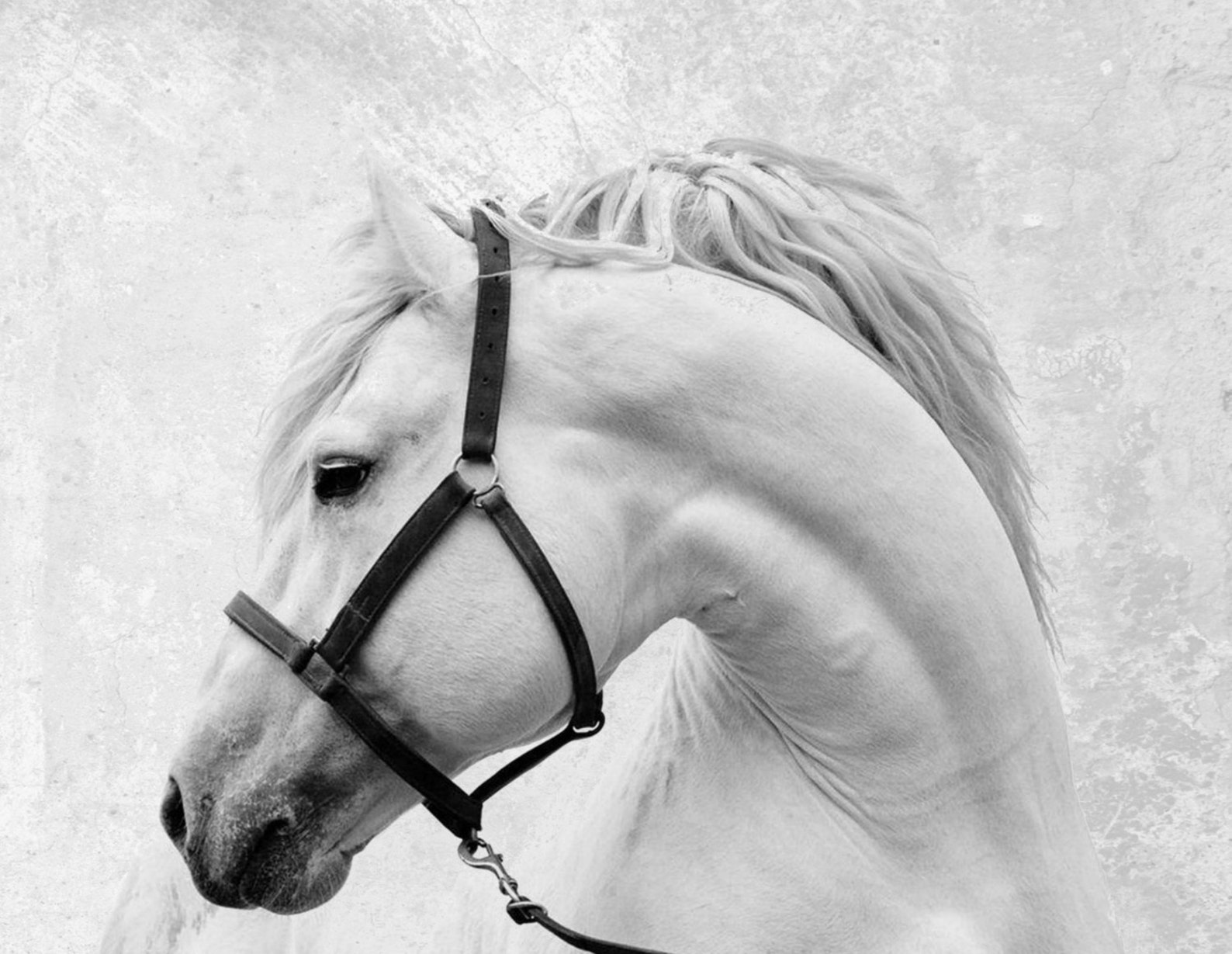 Horse Art Print Horse Print Horse Photo Printable Art | Etsy