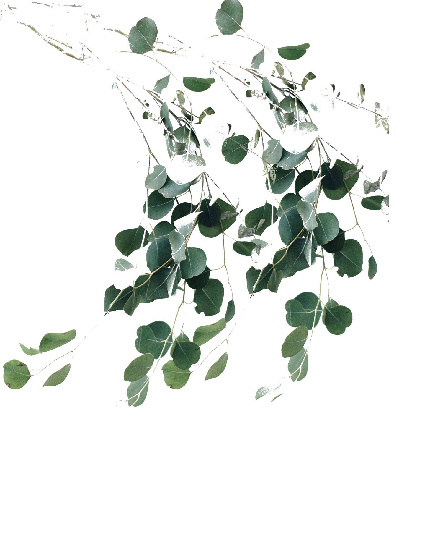 leaf print leaf design leaves decor leaves print art etsy