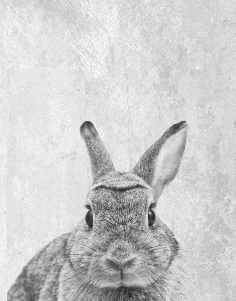 Rabbit Art Print Printable Art Rabbit Print Modern Wall | Etsy