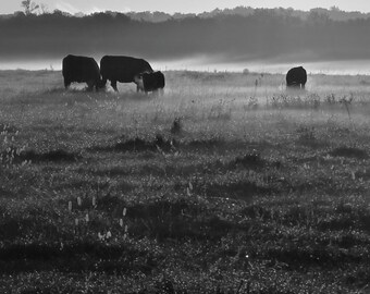 Cattle in the Distance Black and White