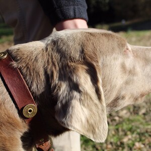 leather dog collar, pet collar, shotgun shell collar, dog lover, handcrafted in USA, hunting dog gift, show dog collar image 3
