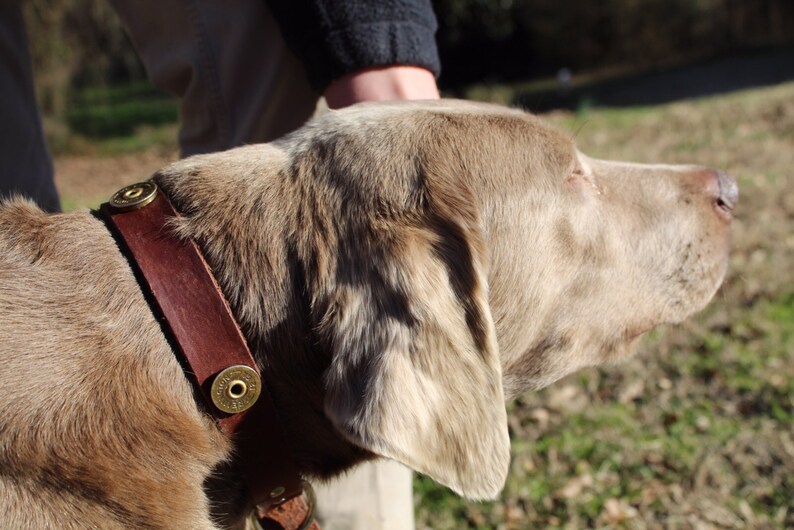 leather dog collar, pet collar, shotgun shell collar, dog lover, handcrafted in USA, hunting dog gift, show dog collar image 3