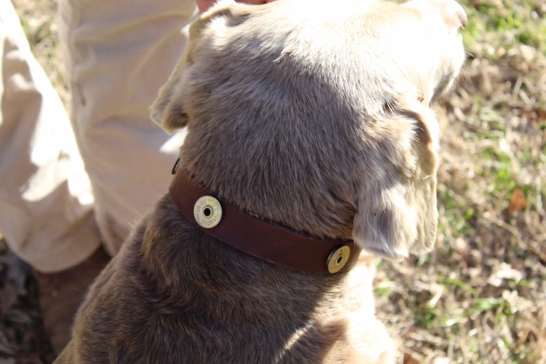 Leather Dog Collar Pet Collar Shotgun Shell Collar Dog Etsy