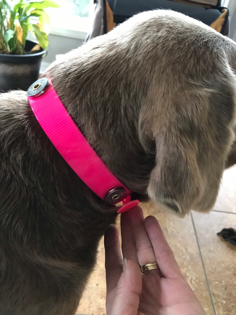 Shotgun Shell Dog Collar Hunting Dog Collar Winchester Etsy