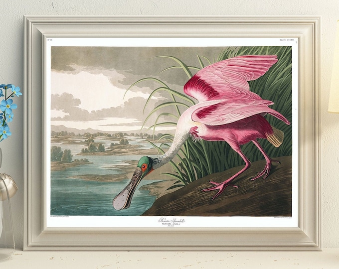 Roseate Spoonbill by John James Audubon Pink Duck Wall Art