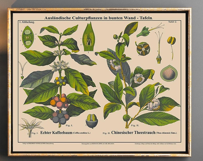 Tea and Coffee Plant Botanical Print Rare Coffee Decor Cafe Poster Cafe Art