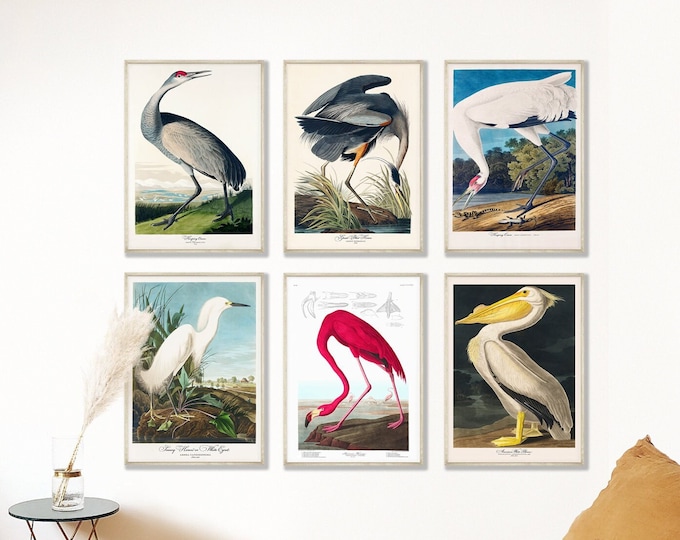 Bird Illustration by James Audubon Wall Art Set 0f 6 Posters - Retro Birds of America Collection - Charming Bird Art Gift for Animal Lovers
