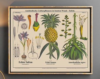 Saffron Pineapple and Century Plant Botanical Art Landscape Botanical