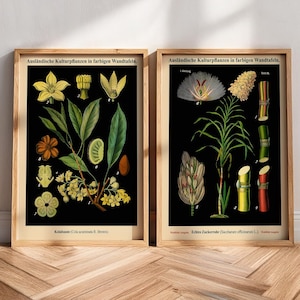 Conjunto de arte de parede botânica com 2 gráficos botânicos escolares alemães vintage WBBOT37-38 – pôster, impressão emoldurada