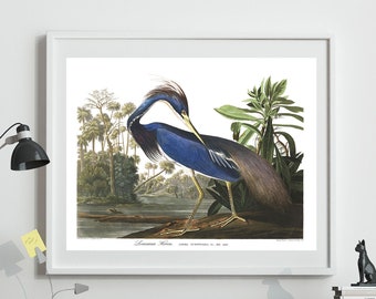 Louisiana Heron Print By John James Audubon Birds of America
