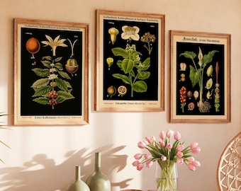 Botanical Prints Set of 3: Black Background, 19th Century Style