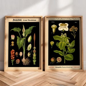 Conjunto de 2 gráficos botânicos educativos - Arte botânica alemã rara - Pôster, impressão emoldurada