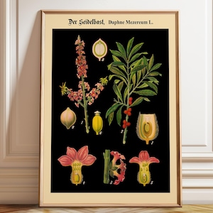 Cartaz educativo com quadro botânico alemão emoldurado - Quadro escolar alemão - Impressão botânica rara Arte de parede botânica preta - emoldurada