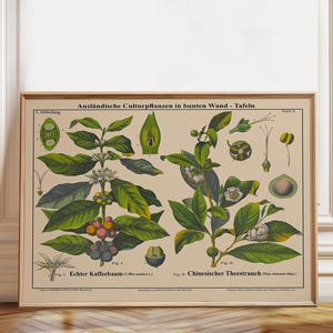 Tea and Coffee Plant Botanical Print: Vintage Cafe Art Poster