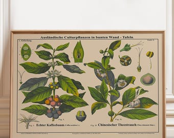May include: A botanical wall print titled Ausländische Culturpflanzen in bunten Wand-Tafeln featuring detailed illustrations of a coffee plant labeled Echter Kaffeebaum and a tea plant labeled Chinesischer Theestrauch with green leaves and berries.