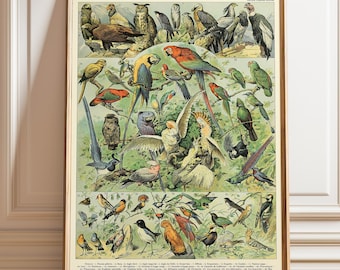 Vintage French Botanical Bird Print – Colorful Ornithology Illustration Wall Art