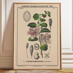 Arte botanica del cespuglio di cappero Capparis Spinosa Arbusto - Poster, cornice e stampa su tela